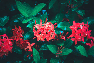 High angle view of red flowering plant