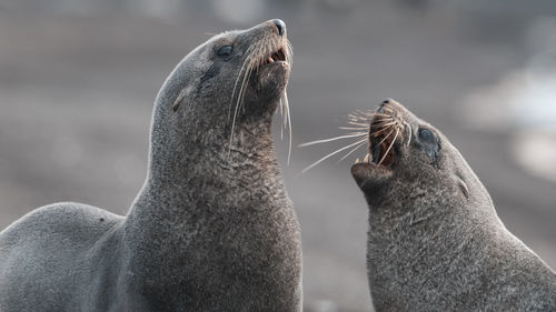 Close-up of seal