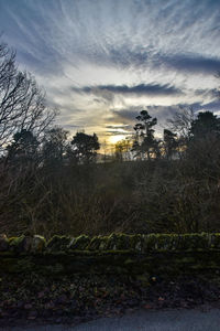 Trees against sky during sunset