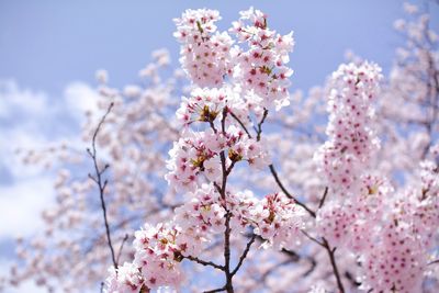 Close-up of pink cherry blossoms in spring