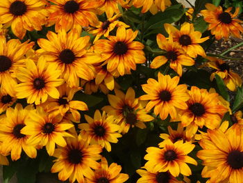 High angle view of yellow flowering plants