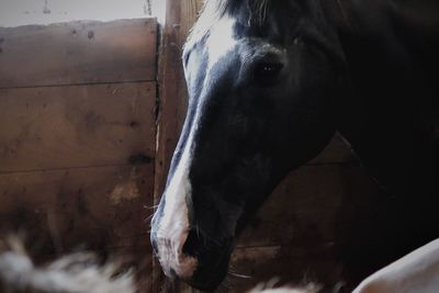 Close-up of horse in stable