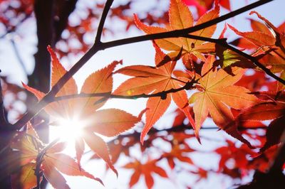 Sunlight streaming through autumn leaves