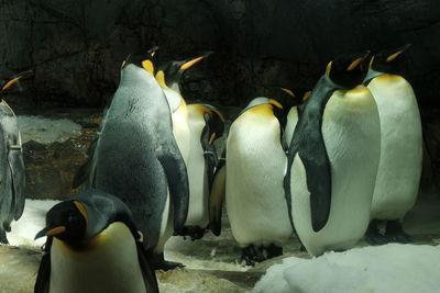 View of birds in water