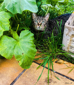 Portrait of a cat sitting on plant