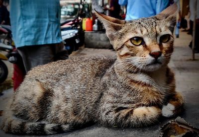 Close-up of cat on floor in city
