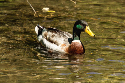 Duck swimming in a lake