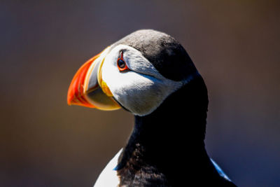 Close-up of bird