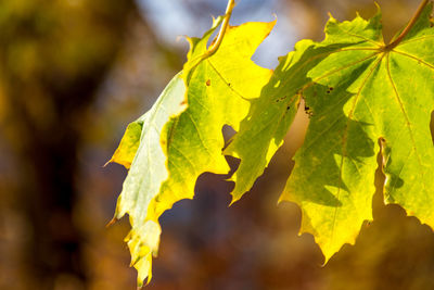 Close-up of yellow maple leaves