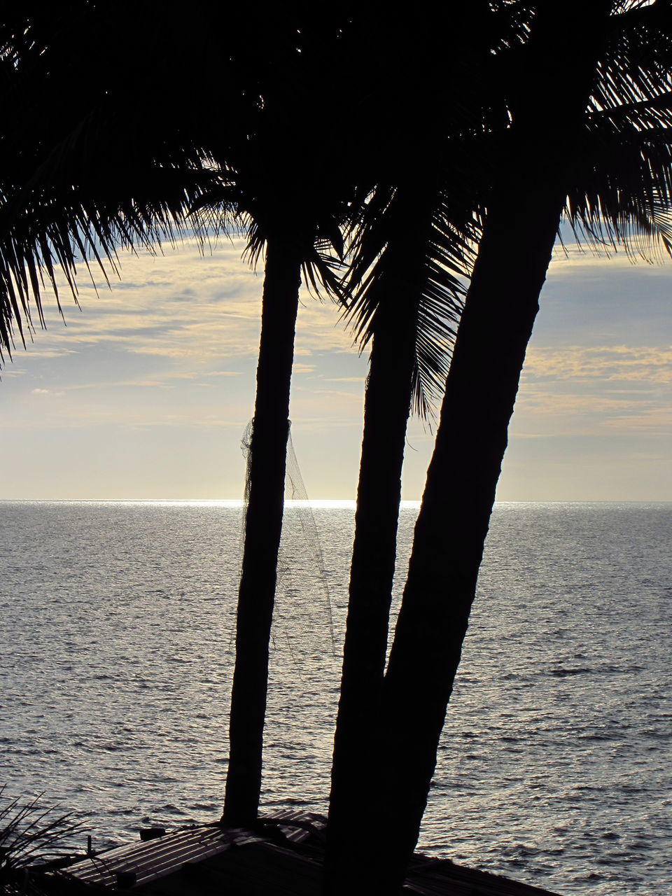 SILHOUETTE PALM TREE BY SEA AGAINST SUNSET SKY