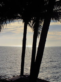 Silhouette palm tree by sea against sky during sunset