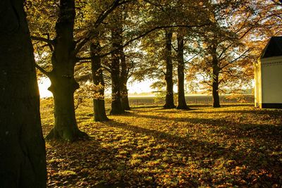 Trees on landscape during autumn
