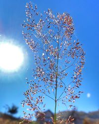 Low angle view of flowering plant against blue sky