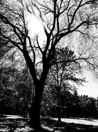 Silhouette bare tree against sky