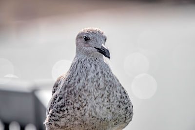 Close-up of seagull