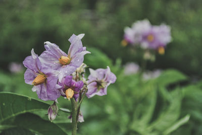Close-up of purple flowering plant