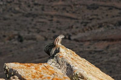 Chipmunk on rock against landscape