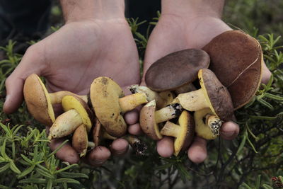 Close-up of hand holding corn