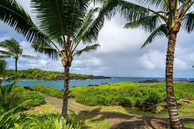 Palm trees by sea against sky