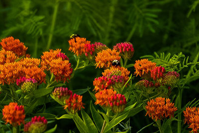 Close-up of red flowers