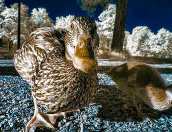 Close-up of duck in water