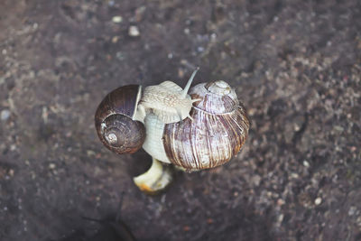 Close-up of snail on leaf