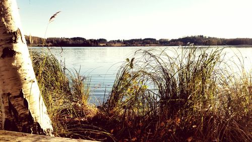 Reflection of trees in water