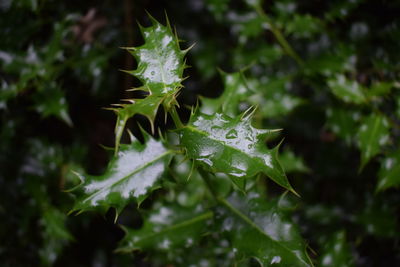 Close-up of wet plant