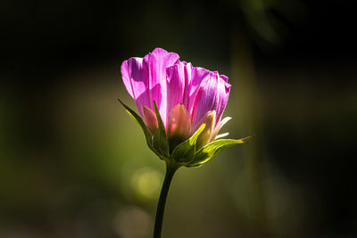 Close-up of pink rose flower