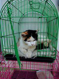 Cat sitting in cage