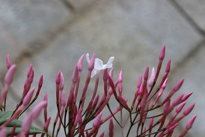 Close-up of pink flowering plant