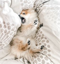 High angle view of dog lying on bed