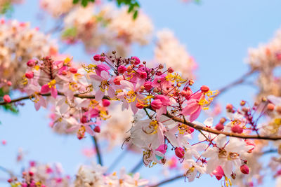 Low angle view of pink cherry blossoms