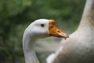 Close-up of bird against blurred background