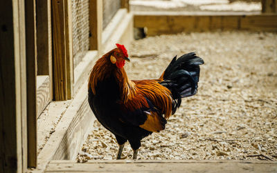 Close-up of rooster on field at farm