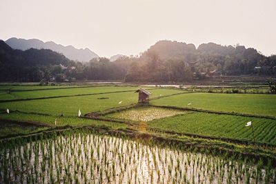 Scenic view of agricultural field against clear sky