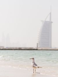 Seagull on beach against sky