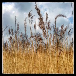 Plants growing on field against cloudy sky