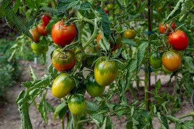 Close-up of tomatoes growing on plant