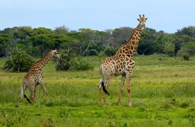 Giraffe on tree against sky