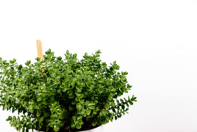 Close-up of plant against white background