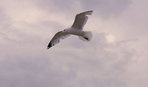 Low angle view of seagull flying in sky