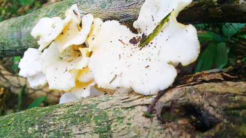 Close-up of white flowers