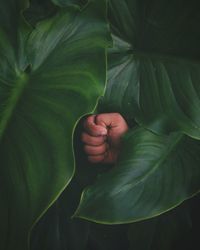 Close-up of hand amidst leaf