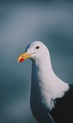 Close-up of seagull