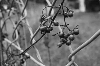 Close-up of berries on tree