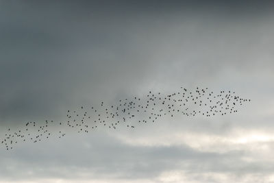 Low angle view of birds flying against cloudy sky