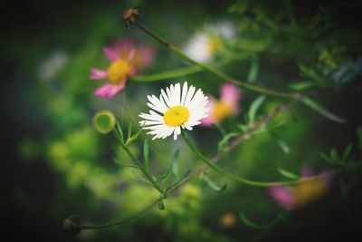 Close-up of white flowering plant