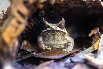 Close-up of lizard