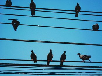 Low angle view of birds in flight